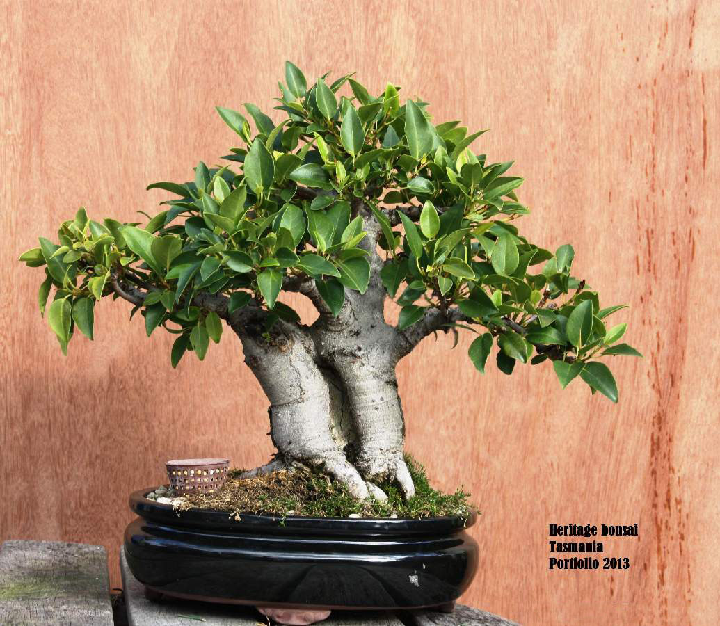 bonsai-heritage-2