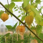 A unique plant to grow in your greenhouse, the Cape Gooseberry